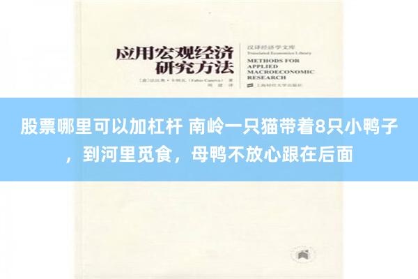股票哪里可以加杠杆 南岭一只猫带着8只小鸭子,到河里觅食,母鸭不放心跟在后面