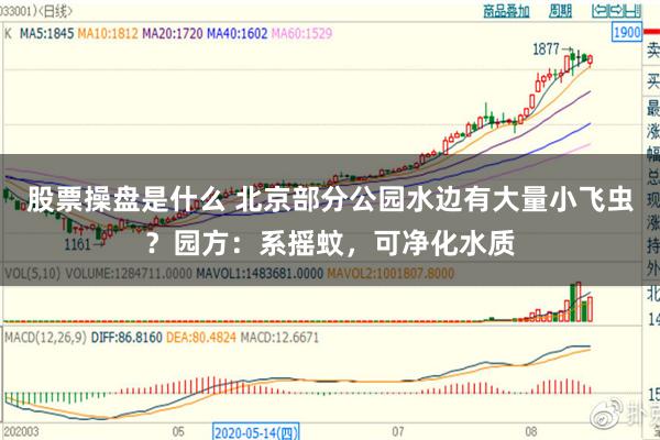 股票操盘是什么 北京部分公园水边有大量小飞虫？园方：系摇蚊，可净化水质