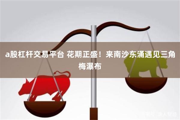 a股杠杆交易平台 花期正盛！来南沙东涌遇见三角梅瀑布